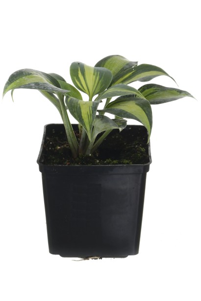 Саджанець хости Катеріна